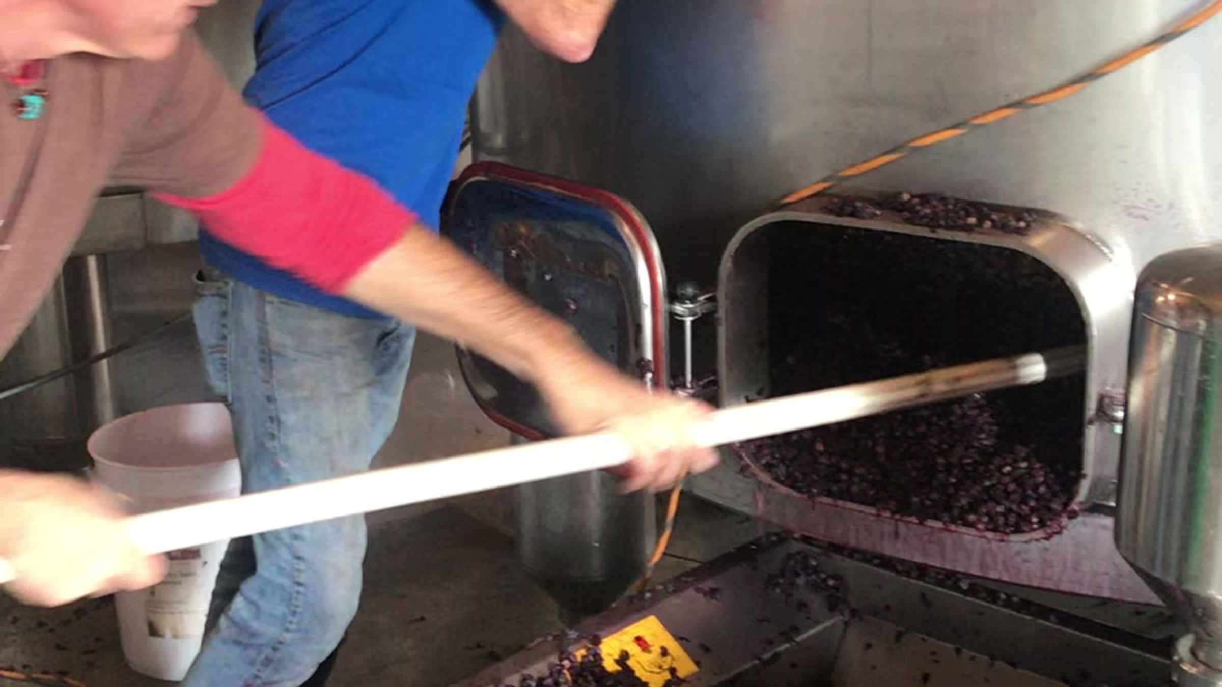 Scooping Tank Berries